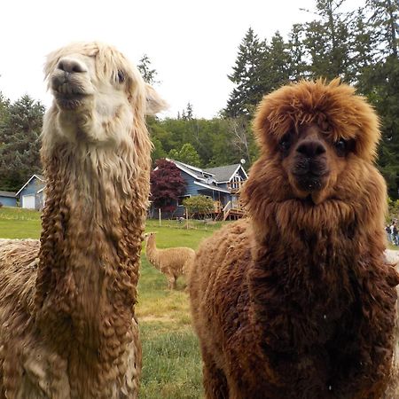 Oceanfront Studio/Loft: Alpacas, Oysters & Kayaks Shelton Extérieur photo