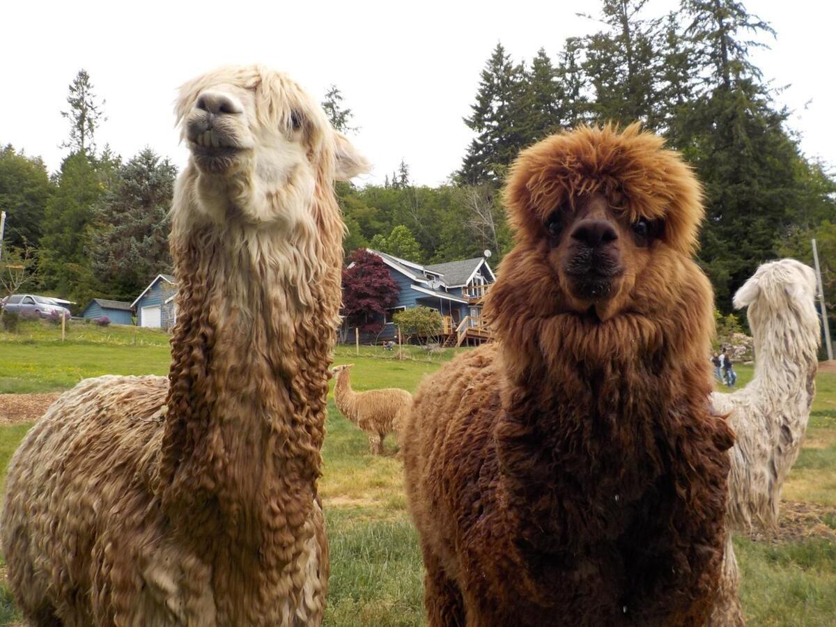 Oceanfront Studio/Loft: Alpacas, Oysters & Kayaks Shelton Extérieur photo
