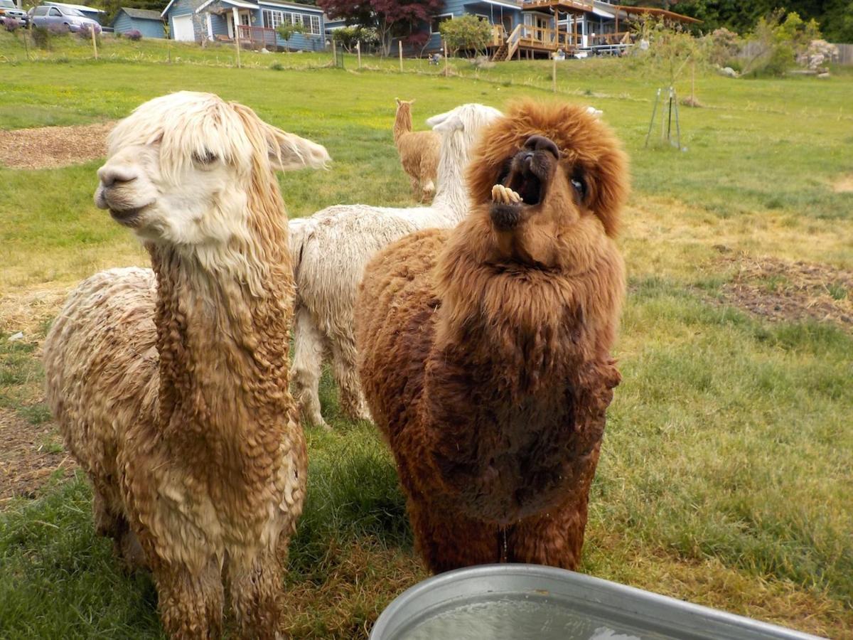 Oceanfront Studio/Loft: Alpacas, Oysters & Kayaks Shelton Extérieur photo
